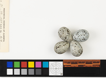 Bombycilla garrulus clutch