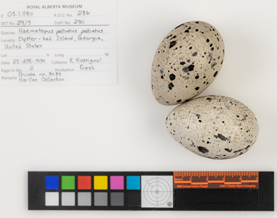 Haematopus palliatus clutch