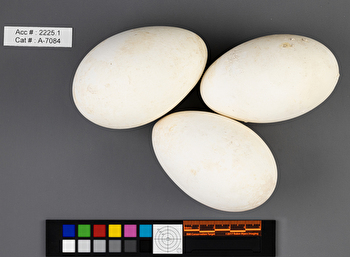 Pelecanus erythrorhynchos  clutch