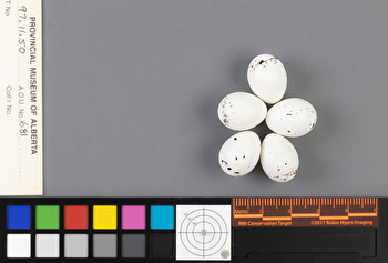 Geothlypis trichas clutch