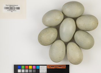 Bucephala islandica clutch