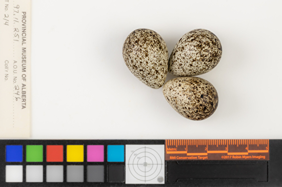 Calidris pusilla clutch
