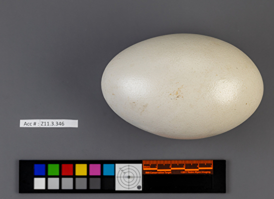 Cygnus olor single egg