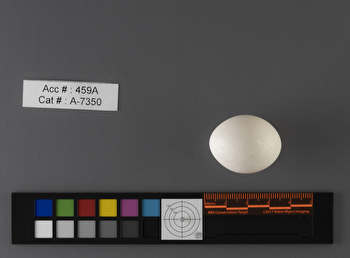 Megaceryle alcyon  single egg