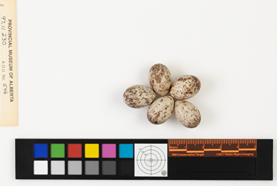 Ammodramus savannarum clutch