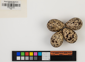 Tringa flavipes clutch