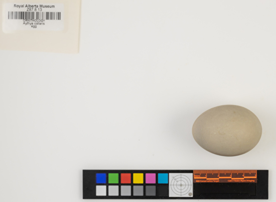Aythya collaris single egg