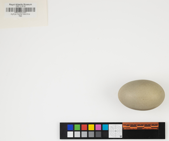 Aythya marila single egg
