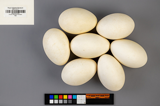 Anser albifrons clutch