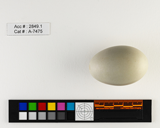 Bucephala clangula  single egg