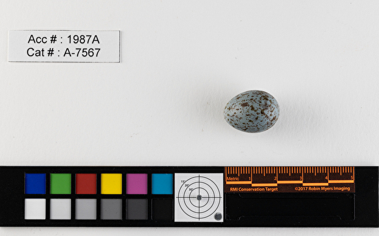 Catharus minimus  single egg