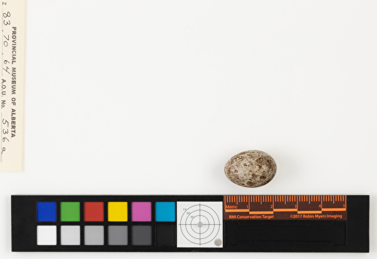 Calcarius lapponicus single egg