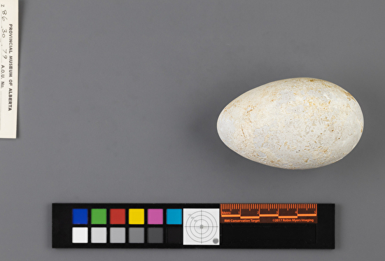 Morus bassanus single egg