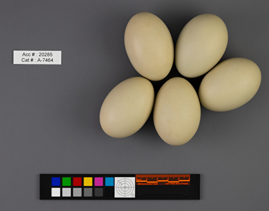 Aythya valisineria  clutch