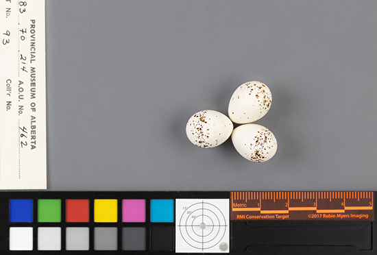 Contopus sordidulus clutch