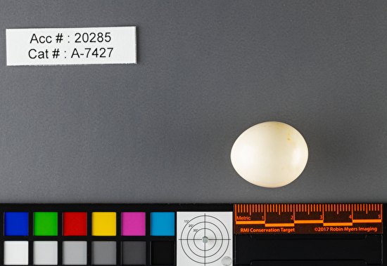 Colaptes auratus  single egg