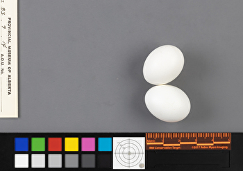 Zenaida macroura clutch