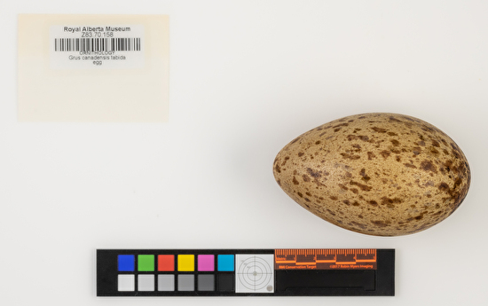 Antigone canadensis single egg