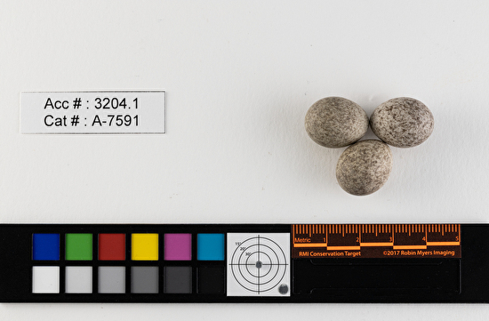 Anthus spragueii  clutch