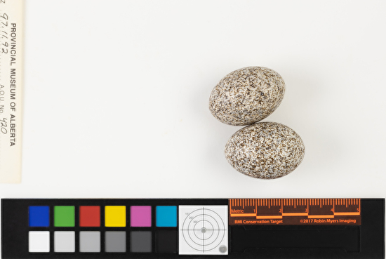 Chordeiles minor clutch