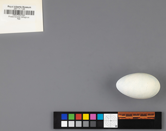 Urile pelagicus single egg