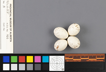 Empidonax traillii clutch