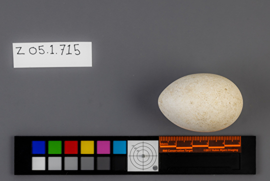 Ptychoramphus aleuticus single egg