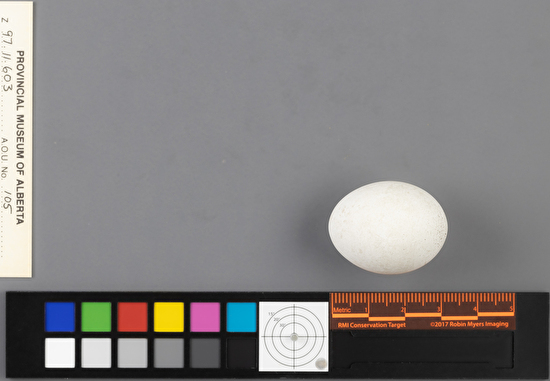 Hydrobates furcatus single egg