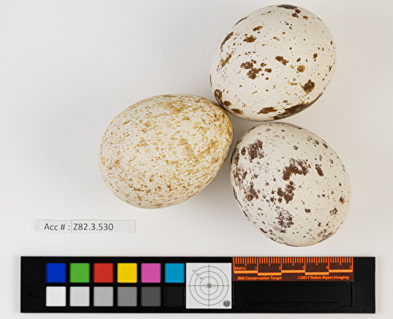 Buteo lagopus clutch