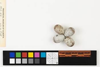 Centronyx bairdii clutch