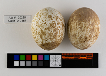 Aquila chrysaetos  clutch