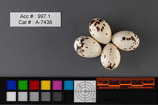 Tyrannus verticalis  clutch