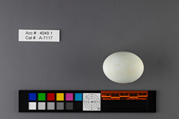 Bubulcus ibis  single egg