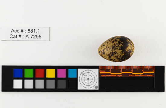 Chlidonias niger  single egg