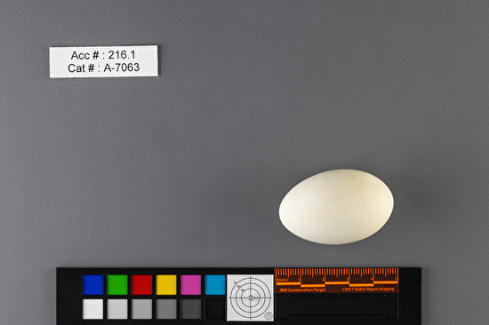 Podiceps nigricollis  single egg