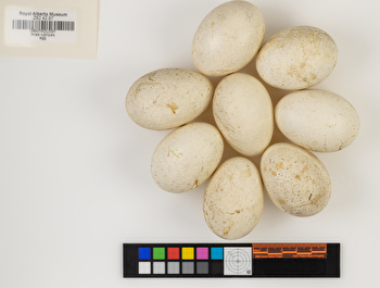 Anas rubripes clutch