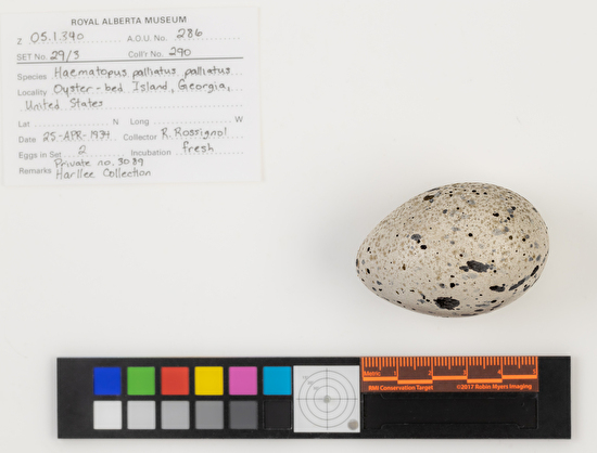 Haematopus palliatus single egg