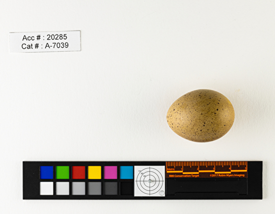 Tympanuchus phasianellus  single egg