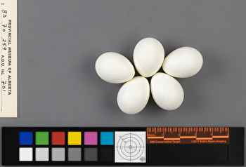 Cinclus mexicanus clutch