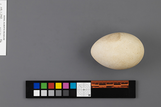 Fulmarus glacialis single egg