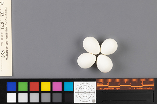 Empidonax oberholseri clutch