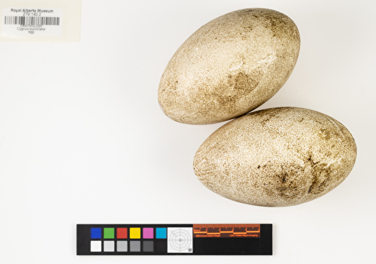 Cygnus buccinator clutch