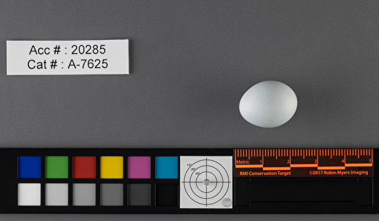 Calamospiza melanocorys  single egg