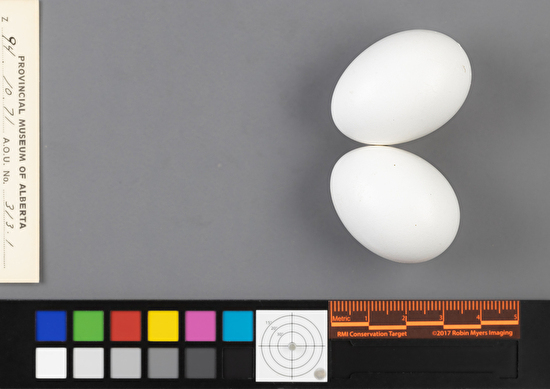 Columba livia clutch