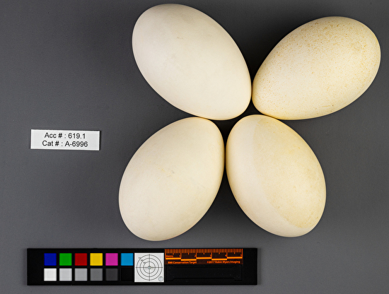 Branta canadensis  clutch