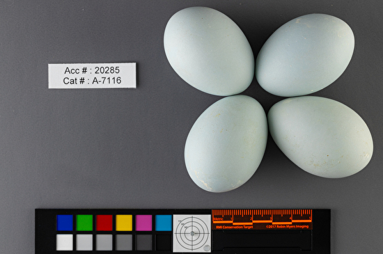 Nycticorax nycticorax  clutch