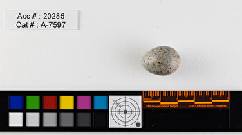 Catharus ustulatus  single egg