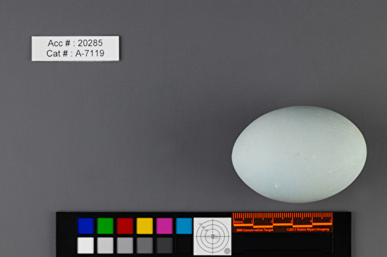 Ardea herodias  single egg