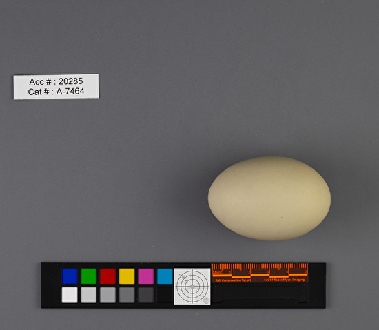 Aythya valisineria  single egg