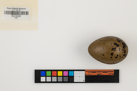 Gavia stellata single egg